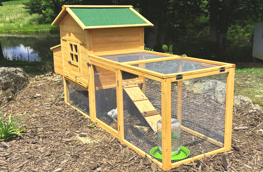 Trends: Why are more and more people devoting themselves to backyard chicken farming?