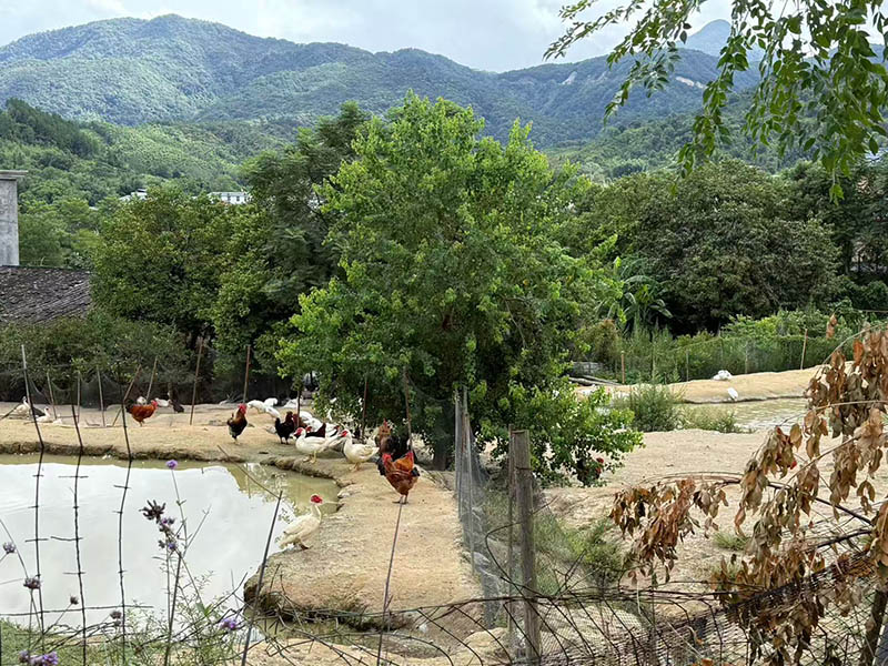 Ecological farm free-range chicken