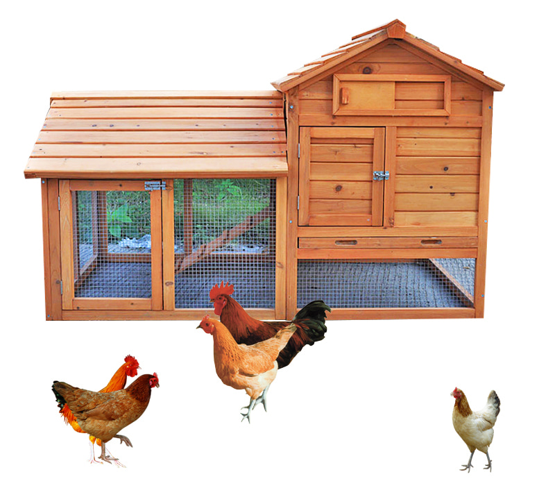 cozy outdoor Chicken Coop with ramp