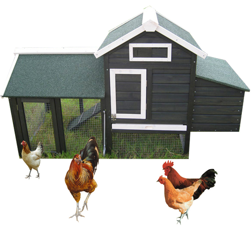 cozy elevated outdoor Chicken Coop with ramp