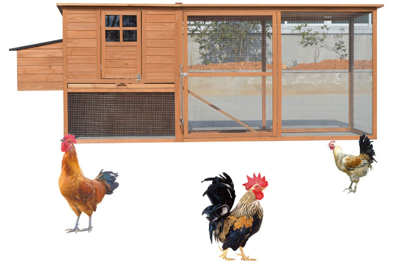 egg laying chicken coop